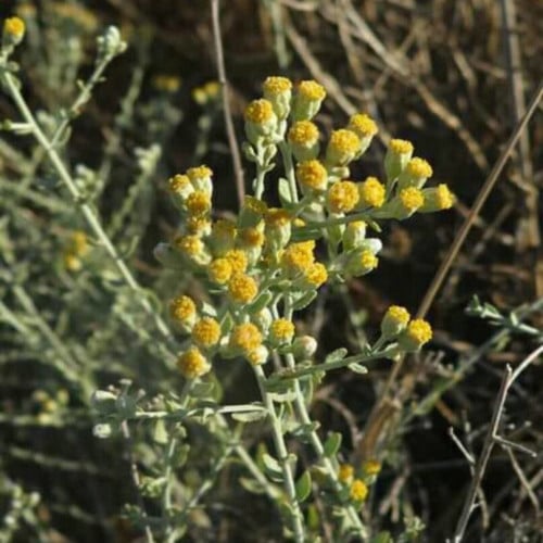 بذور عشبة القيصوم ( Achillea fragrantissima )