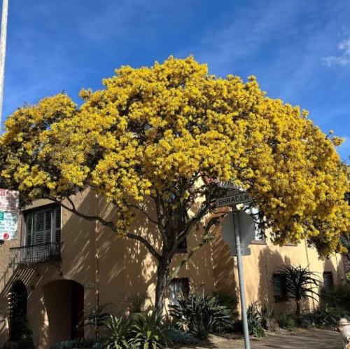 بذور شجرة أكاسيا بيليانا ( Acacia baileyana )