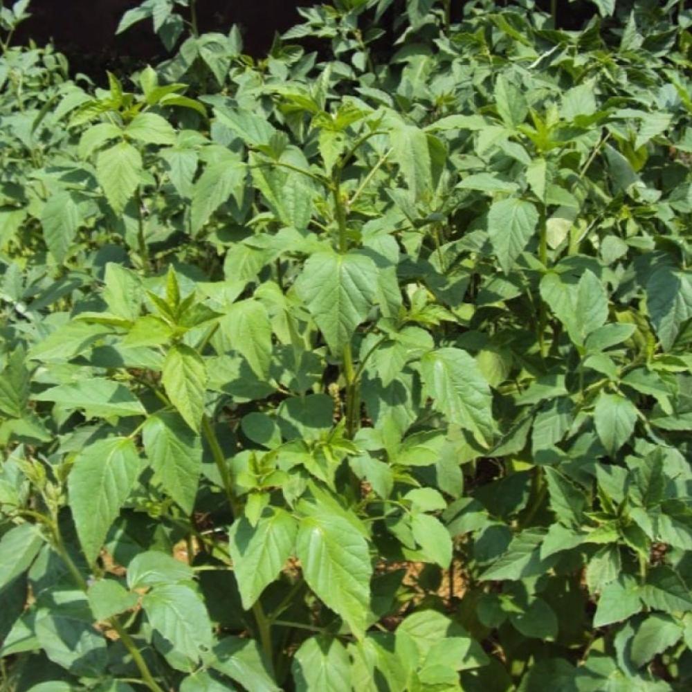 بذور نبات القوار ( Cyamopsis tetragonoloba )