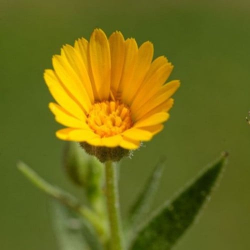 بذور زهرة الحنوة ( Calendula tripterocarpa )