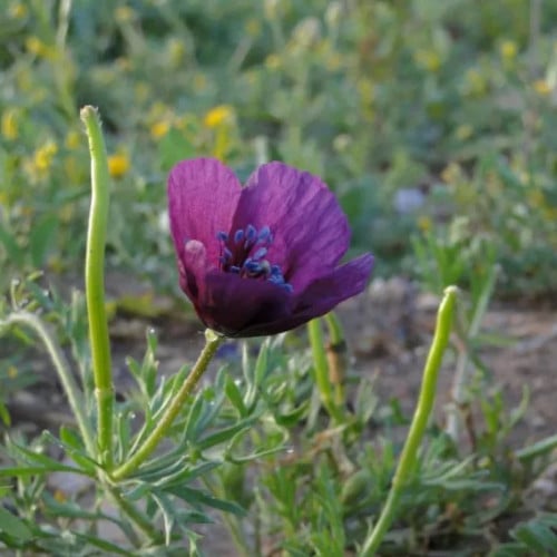 بذور البختري ( Roemeria )