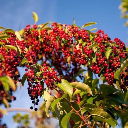 بذور شجرة الكرز الاسود ( Prunus serotina )