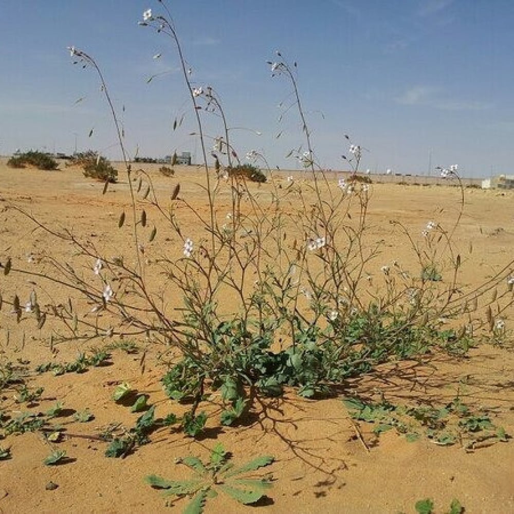 بذور عشبة القليقلان ( Savignya Parviflora )