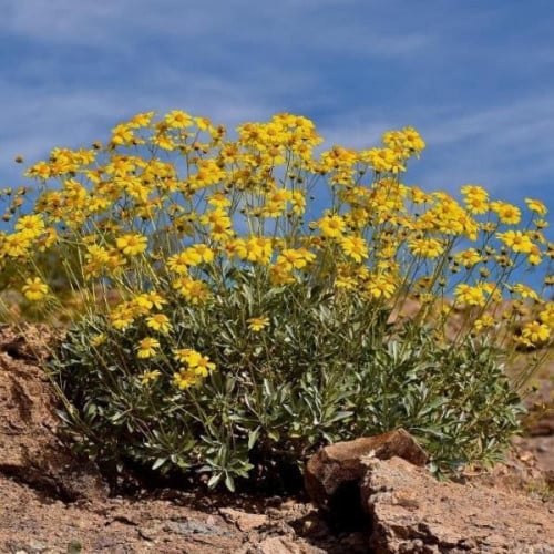 بذور شجيرة انسيليا العطرية ( Encelia farinosa )