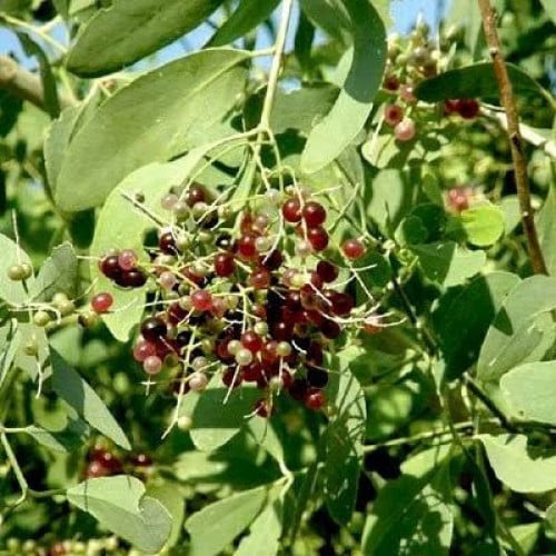 بذور شجرة الاراك - المسواك ( Salvadora Persica )