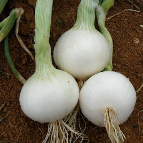 بذور البصل الأبيض ( Allium cepa )