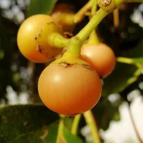 بذور شجرة البمبر - الهمبو - المخيط ( Cordia myxa )