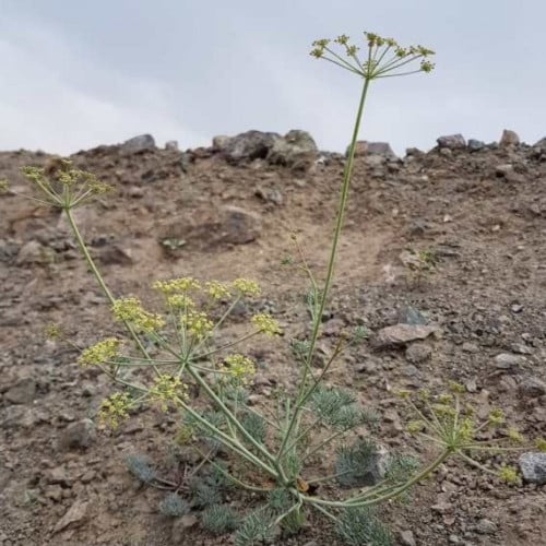 بذور عشبة الحزاء ( Ducrosia anethifolia )