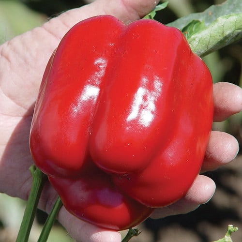 بذور فلفل رومي أحمر ( Capsicum annuum )