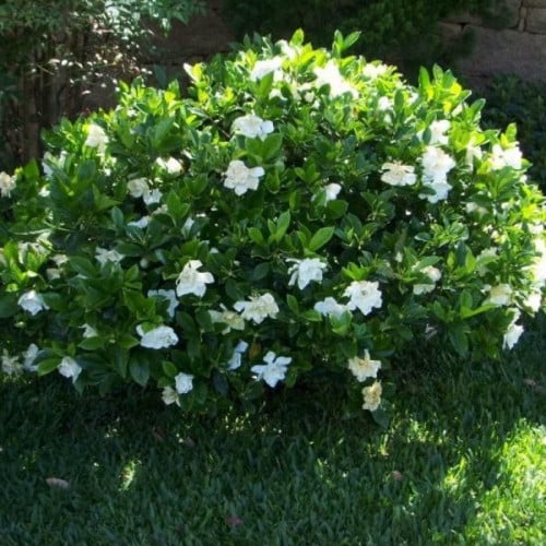 بذور ياسمين جاردينيا ( Gardenia jasminoides )