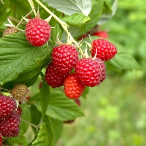 بذور شجيرة توت العليق الأحمر ( Rubus idaeus )