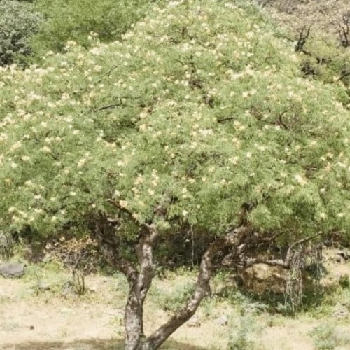 بذور شجرة الرنف النادرة - العضب ( Delonix elata )