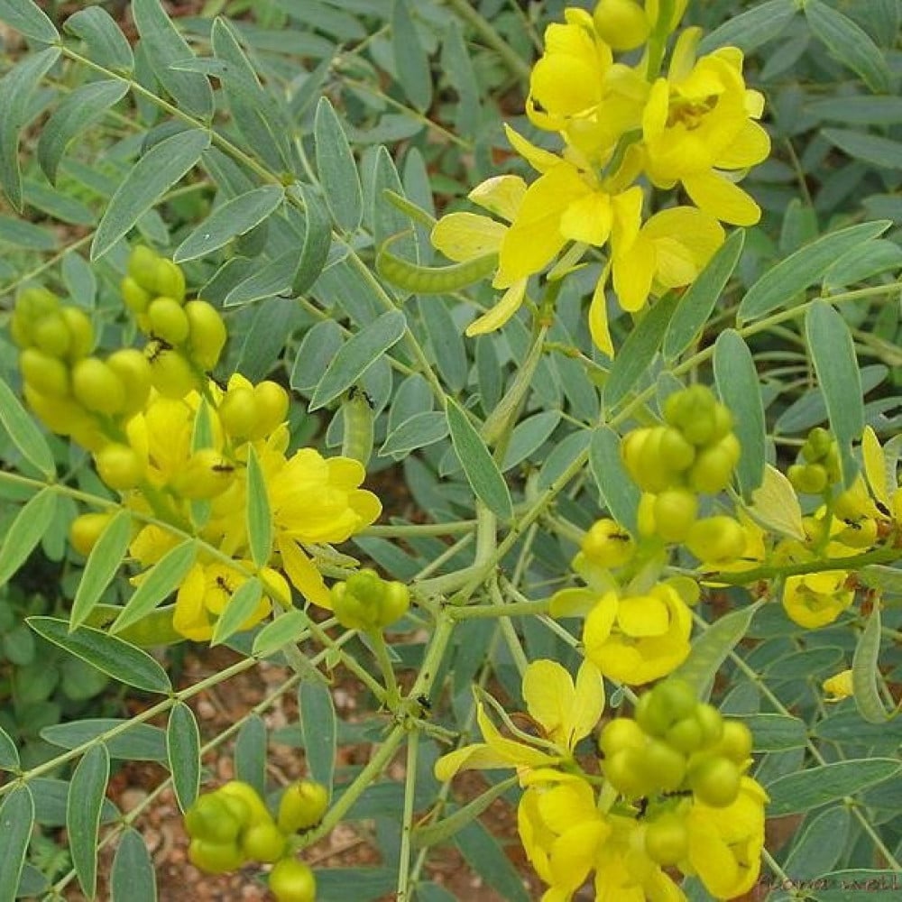 بذور عشبة سنامكي ( Senna acutifolia )