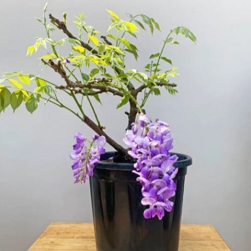 بذور شجرة ويستيريا البنفسجية ( Wisteria sinensis )