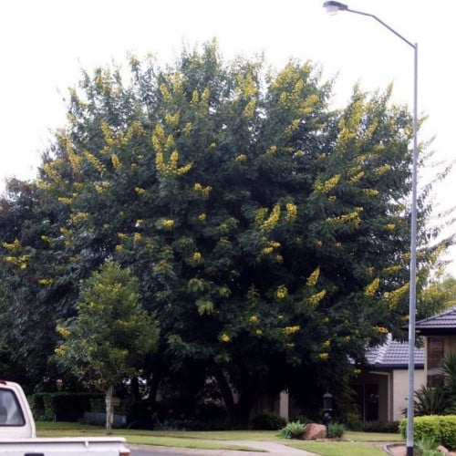 بذور شجرة كاسيا التايلندية ( Senna siamea )