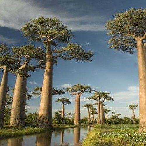 ‫بذور شجرة التبلدي ( Adansonia )