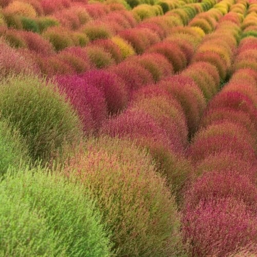 ‫بذور كوشيا ( Kochia Scoparia )