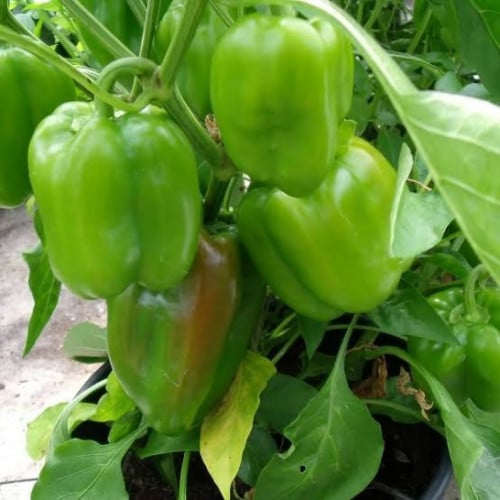 بذور فلفل رومي أخضر ( Capsicum annuum )