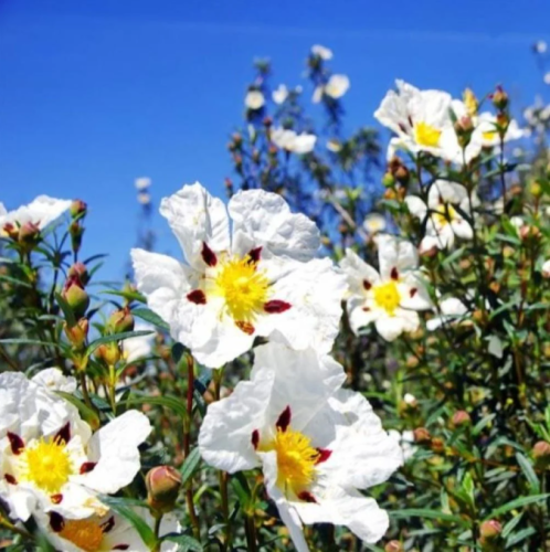 بذور شجيرة القريضة العنبرية ( Cistus Ladanifer )