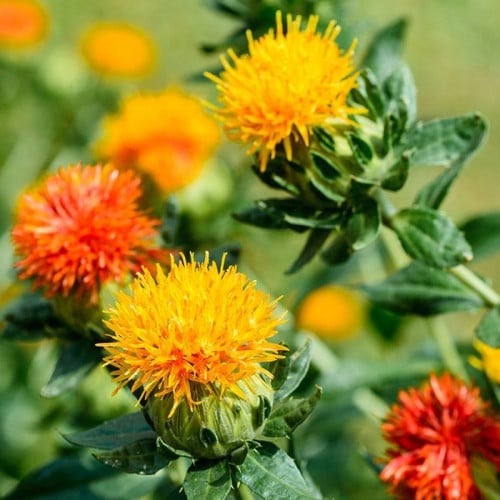 بذور نبات العصفر ( carthamus tinctorius )