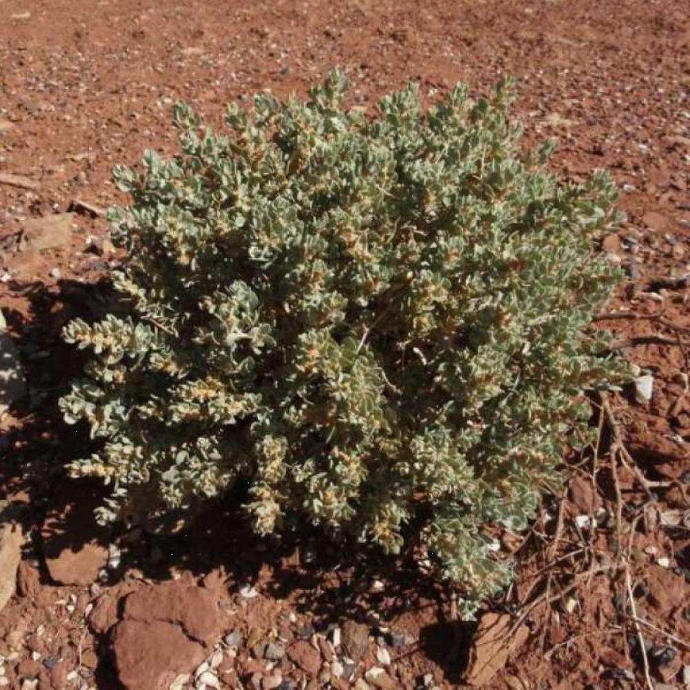 بذور شجيرة الرغل الشوكي ( Atriplex confertifolia )