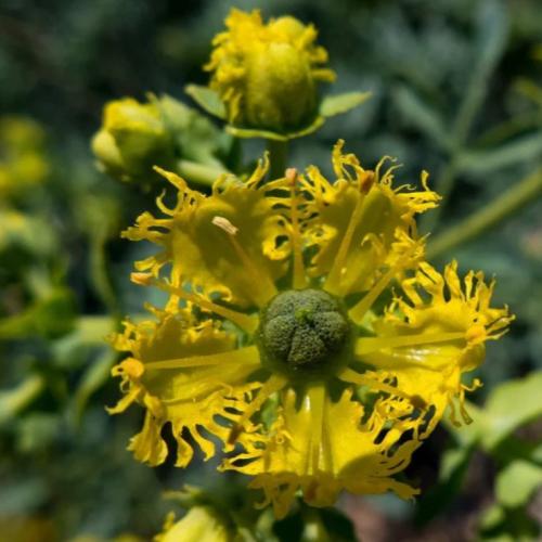 بذور عشبة الشذاب العطرية ( Ruta chalepensis )