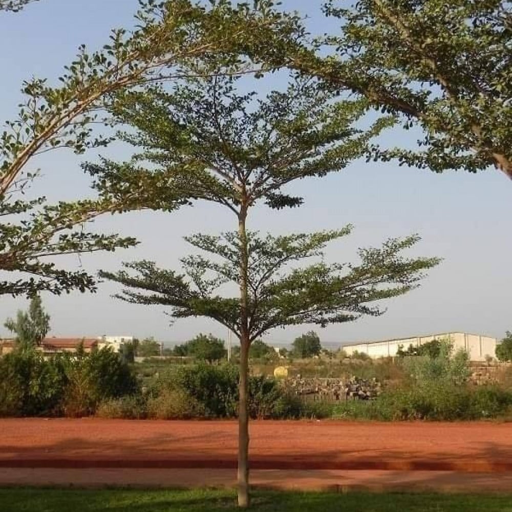 بذور شجرة ترمناليا منتالي ( Terminalia mantaly )