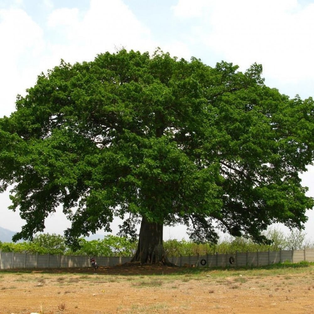 بذور شجرة الكابوك ( Ceiba pentandra )