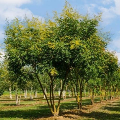 بذور شجرة المطر الذهبية ( Koelreuteria Paniculata...