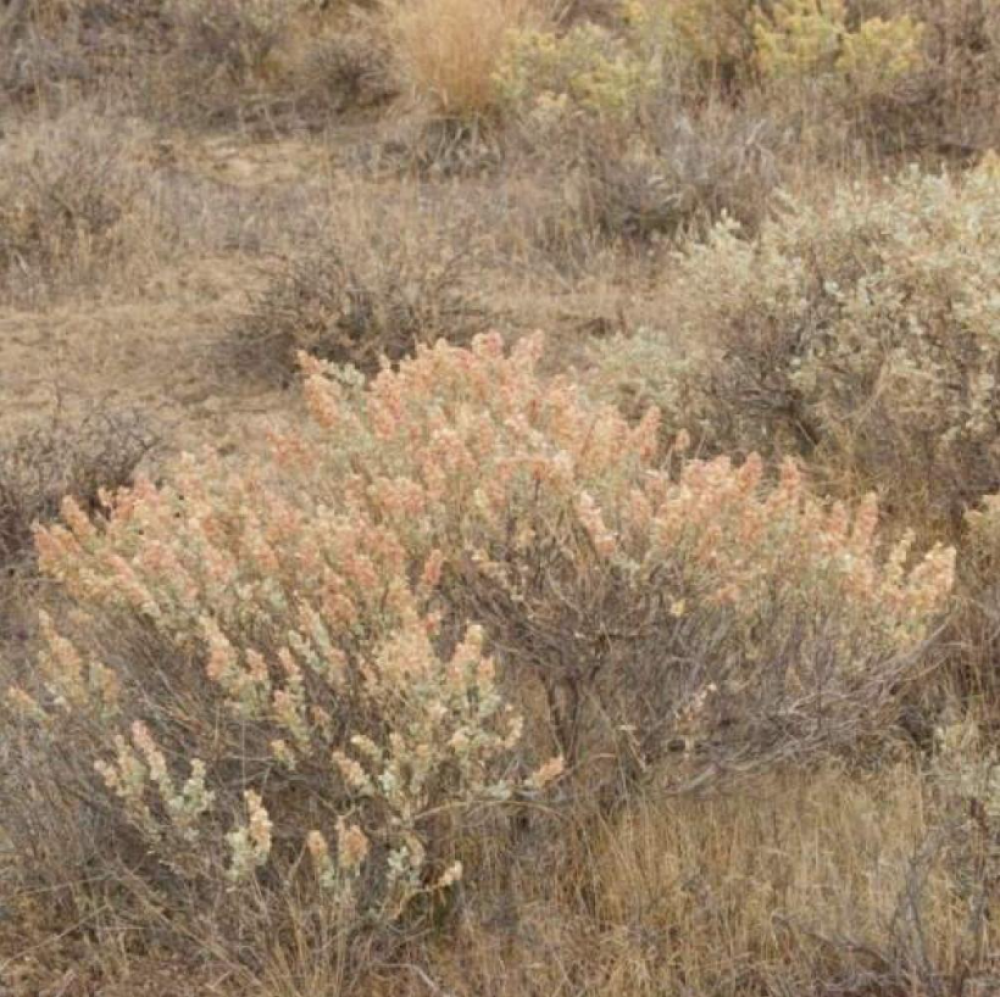 بذور شجيرة الرغل الشوكي ( Atriplex confertifolia )