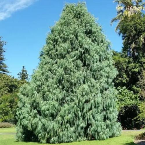 بذور شجرة السرو الكشميري ( Cupressus cashmeriana )