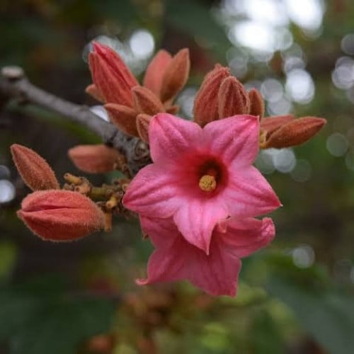 بذور شجرة استركوليا لوريدا ( Brachychiton discolor...