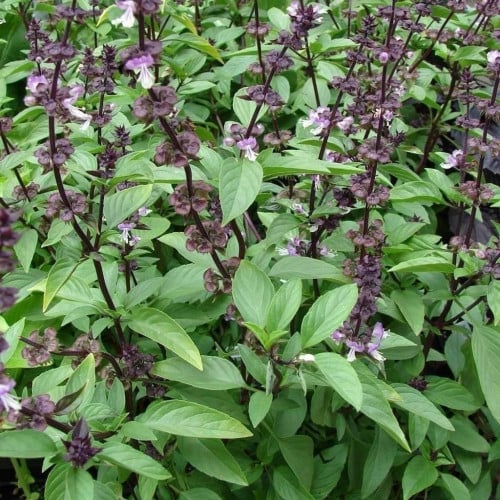 بذور الريحان ( Ocimum basilicum )