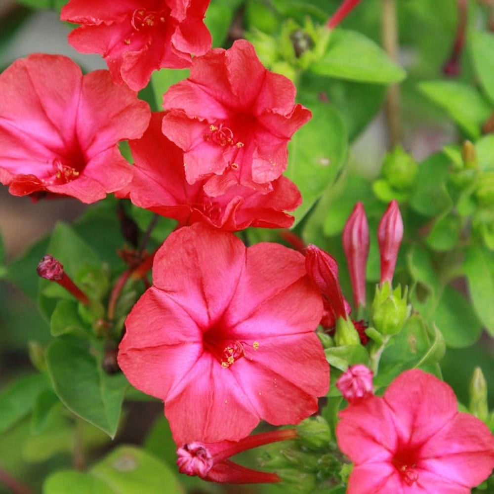 بذور زهرة شب الليل الحمراء - الساعة الرابعة ( Mirabilis jalapa )