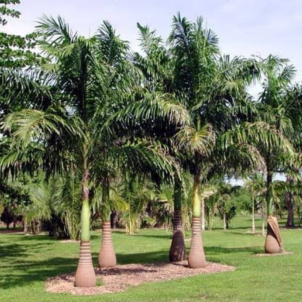 بذور نخيل ملوكي ( Roystonea regia )