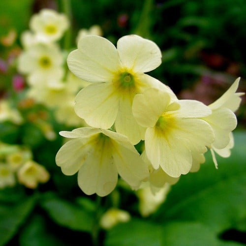 بذور زهرة الربيع ( Primula )