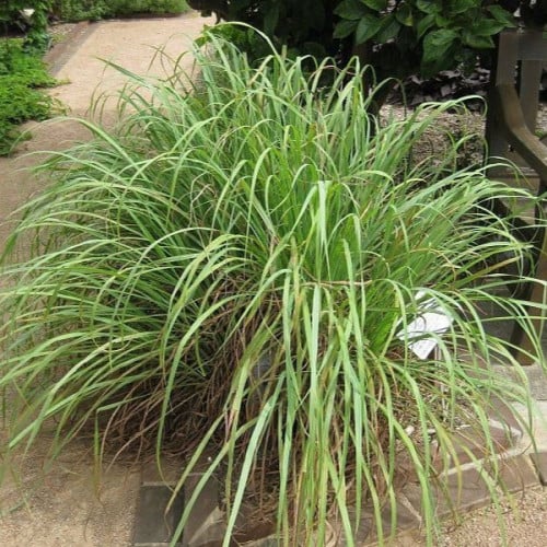 بذور عشبة الليمون العطرية ( Cymbopogon citratus )