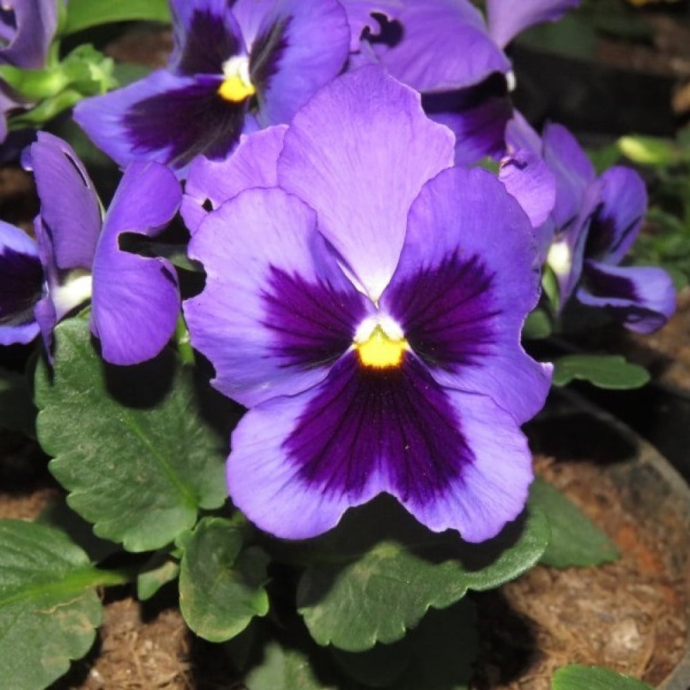 بذور زهرة بانسي البنفسجية - بنفسج الثالوث ( Viola x wittrockiana )