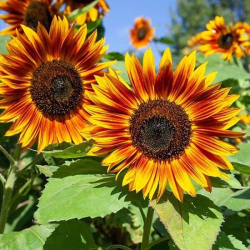 بذور دوار الشمس الاحمر ( velvet queen sunflower )