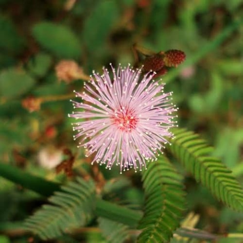 بذور شجيرة الخجولة ( Mimosa pudica )