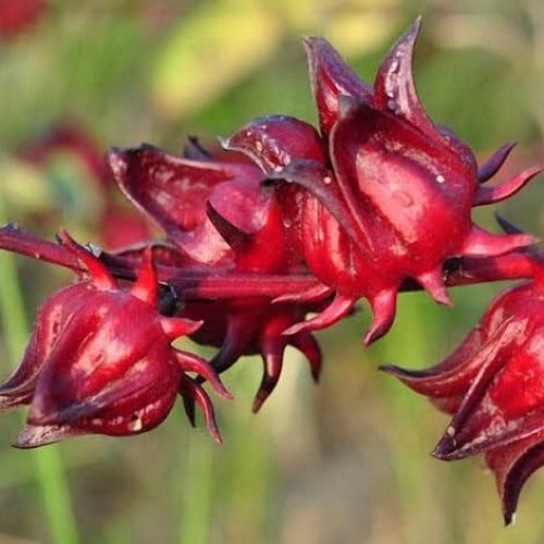 بذور شجيرة الكركديه ( Hibiscus sabdariffa )