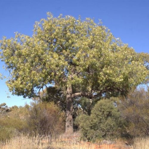 بذور شجرة استركوليا رجل البطة ( Brachychiton grego...