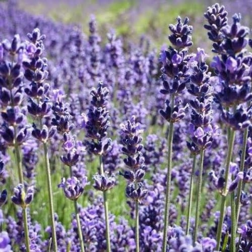 بذور اللافندر الانجليزي ( Lavandula angustifolia )