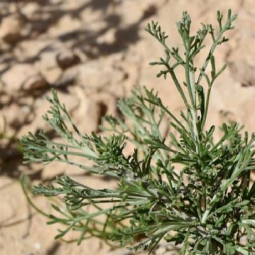 بذور عشبة الشيح ( Artemisia Sieberi )