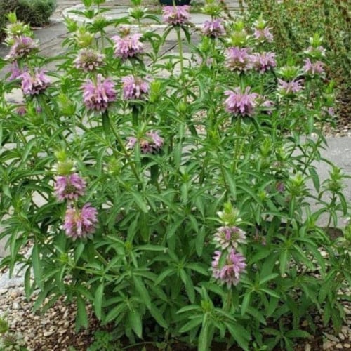 بذور النعناع الليموني ( Monarda citriodora )