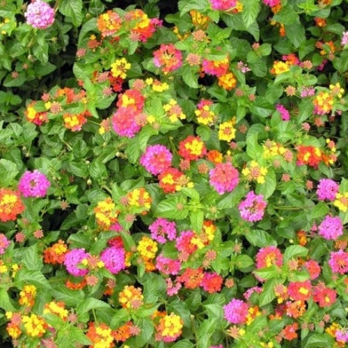 (‫‪ Lantana camara ) ‫بذور زهرة لانتانا كمارا‬