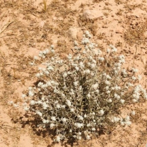 بذور عشبة الجعد العطرية ( Teucrium polium )