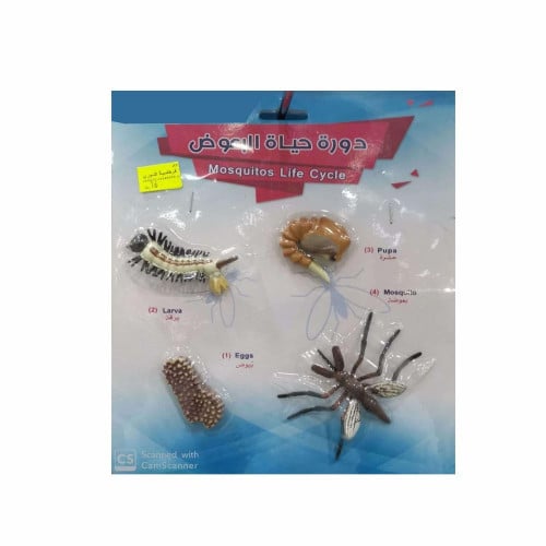 دورة حياة البعوض