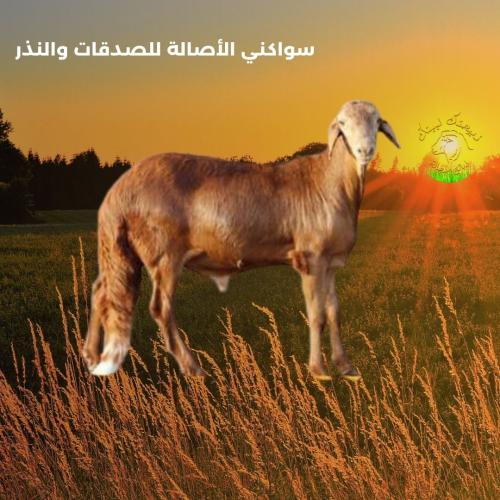 سواكني الأصالة وسط (الصدقات والنذر)