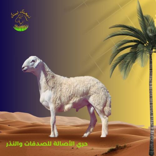 حري الأصالة وسط (الصدقات والنذر)